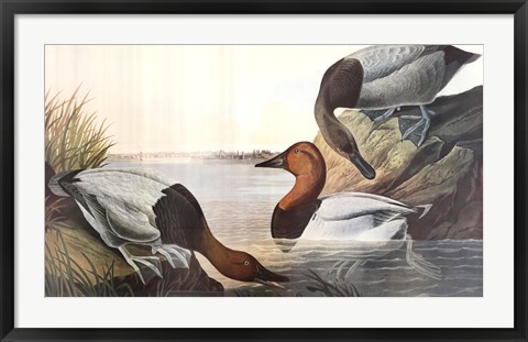 Framed Canvas Backed Duck Print