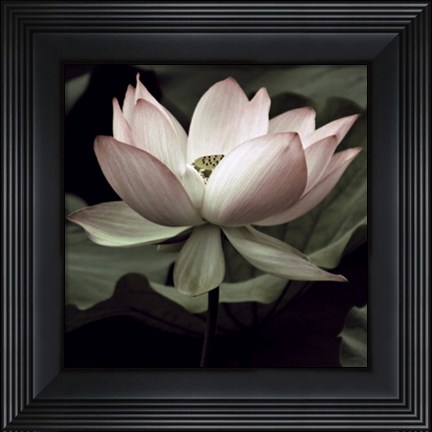 Framed Lotus I Print