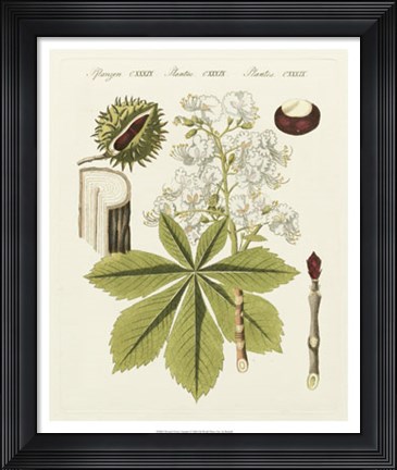 Framed Horse Chestnut Print