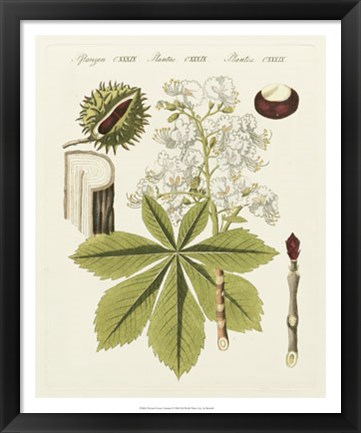 Framed Horse Chestnut Print