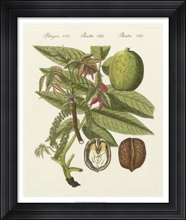 Framed Bertuch Walnut Print