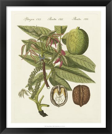 Framed Bertuch Walnut Print