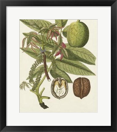 Framed Bertuch Walnut Print