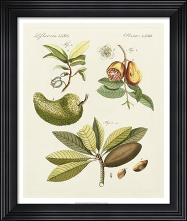 Framed Breadfruit Print