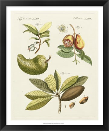 Framed Breadfruit Print