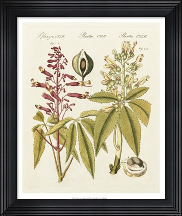 Framed Yellow Buckeye Print