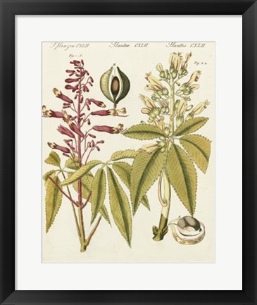 Framed Yellow Buckeye Print