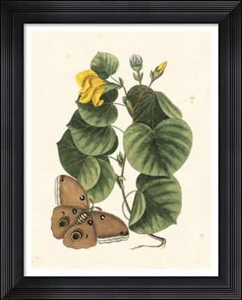 Framed Butterfly and Botanical I Print