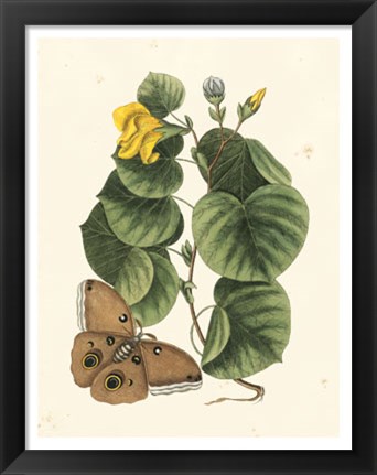 Framed Butterfly and Botanical I Print