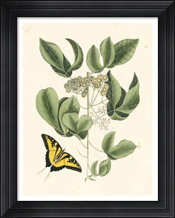 Framed Butterfly and Botanical II Print