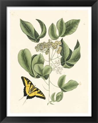 Framed Butterfly and Botanical II Print