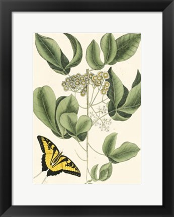 Framed Butterfly and Botanical II Print