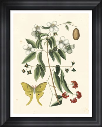 Framed Butterfly and Botanical III Print