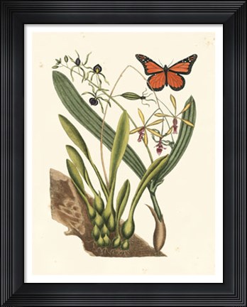 Framed Butterfly and Botanical IV Print