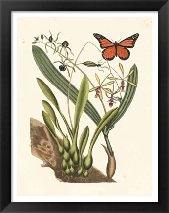 Framed Butterfly and Botanical IV Print