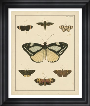 Framed Heirloom Butterflies II Print