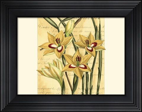 Framed French Gladiola Print