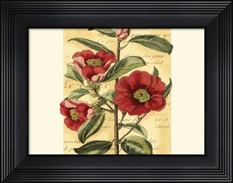 Framed French Camelia Print