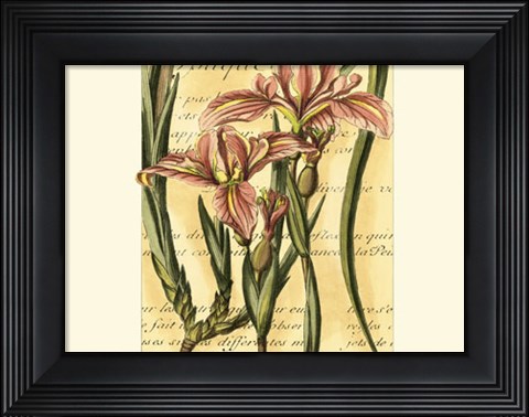 Framed French Iris Print