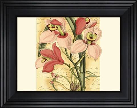 Framed French Orchid Print