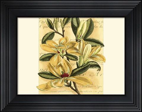Framed French Magnolia Print