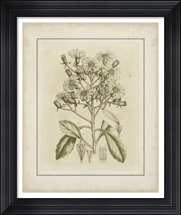 Framed Tinted Botanical I Print