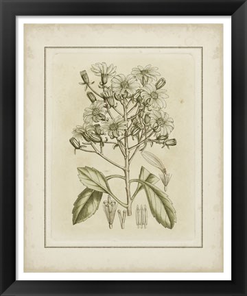 Framed Tinted Botanical I Print