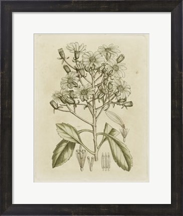 Framed Tinted Botanical I Print