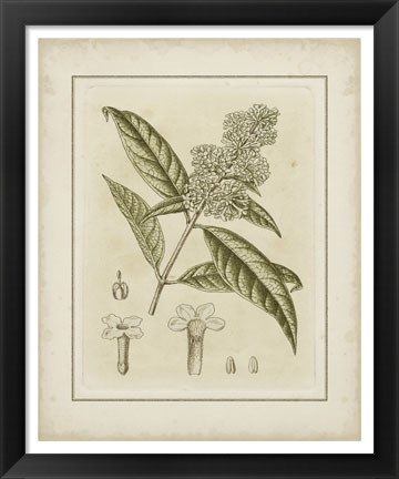 Framed Tinted Botanical II Print