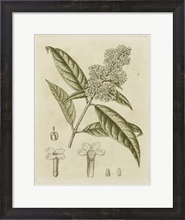 Framed Tinted Botanical II Print