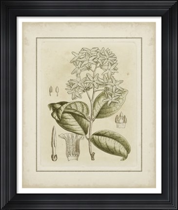 Framed Tinted Botanical III Print
