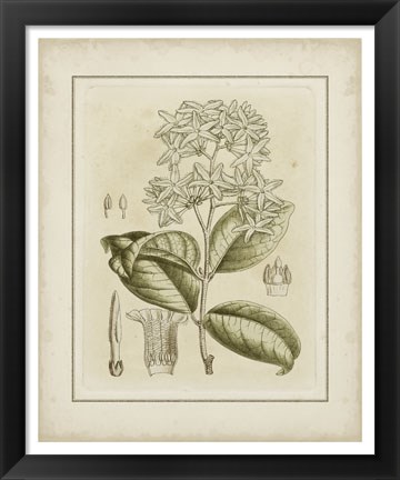 Framed Tinted Botanical III Print