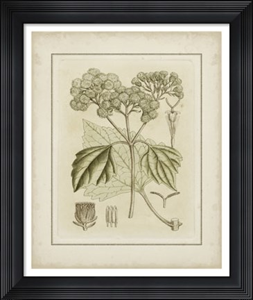 Framed Tinted Botanical IV Print