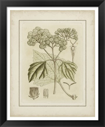 Framed Tinted Botanical IV Print