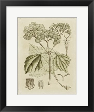 Framed Tinted Botanical IV Print