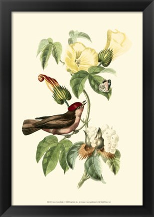 Framed Cuvier Exotic Birds I Print
