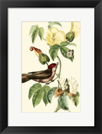 Framed Cuvier Exotic Birds I Print