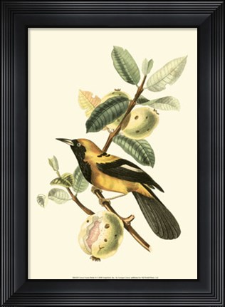 Framed Cuvier Exotic Birds II Print