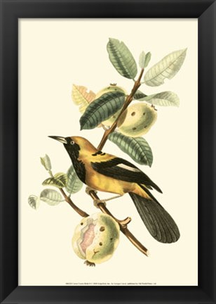 Framed Cuvier Exotic Birds II Print