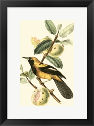 Framed Cuvier Exotic Birds II Print