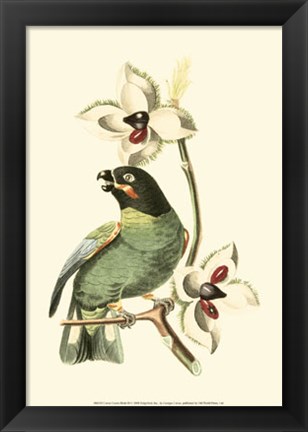 Framed Cuvier Exotic Birds III Print