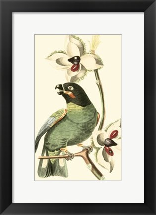 Framed Cuvier Exotic Birds III Print