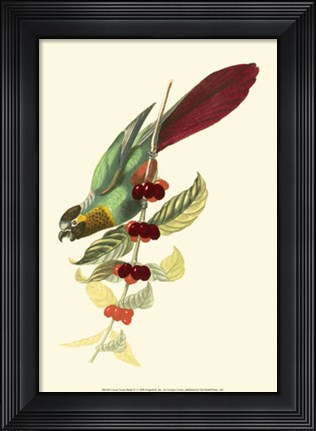 Framed Cuvier Exotic Birds IV Print