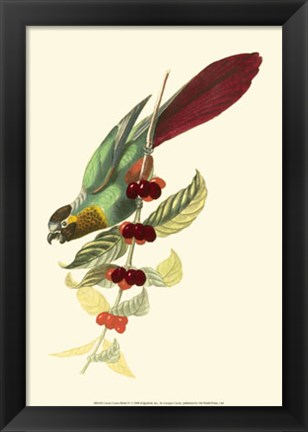 Framed Cuvier Exotic Birds IV Print