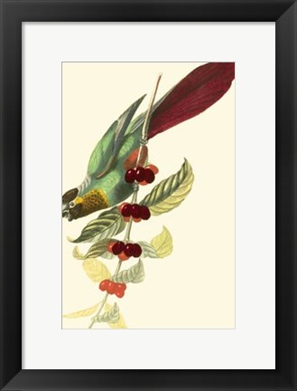 Framed Cuvier Exotic Birds IV Print