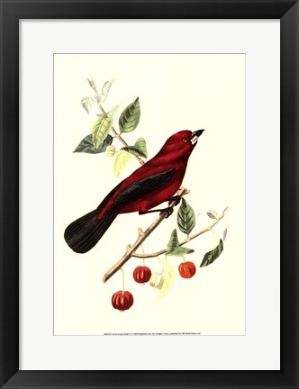 Framed Cuvier Exotic Birds V Print