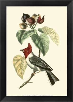 Framed Cuvier Exotic Birds VI Print