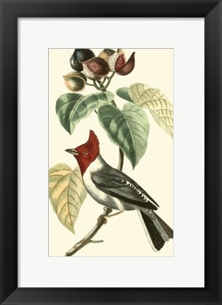 Framed Cuvier Exotic Birds VI Print