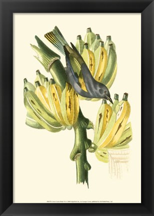 Framed Cuvier Exotic Birds VII Print