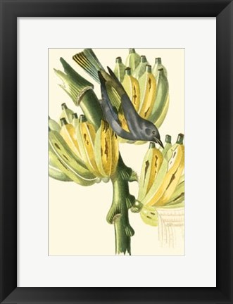 Framed Cuvier Exotic Birds VII Print